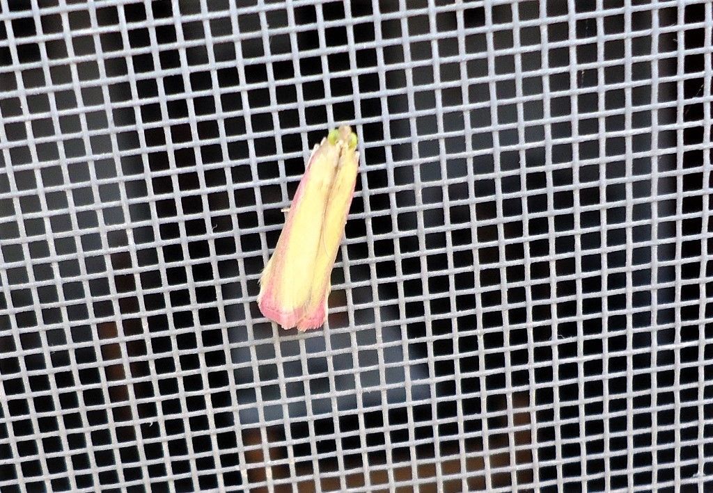 Falena da indentificare - Oncocera semirubella, Pyralidae